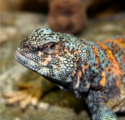 Ornate Female