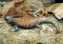 Ornate Male
