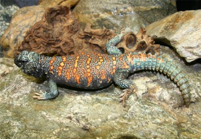 Ornate Male