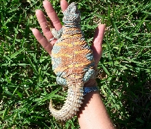 Gravid Pele.2