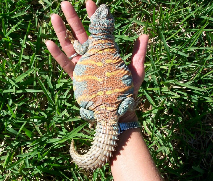 Gravid Pele.2