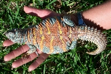 Pele.3