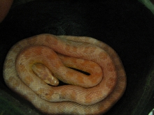 Python 4