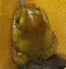 White tree frog #1