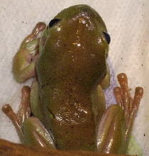 White's tree frog #2 different pic