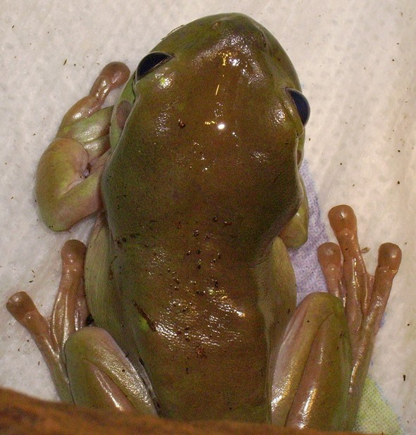 White's tree frog #2 different pic