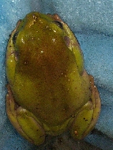 White tree frog #1