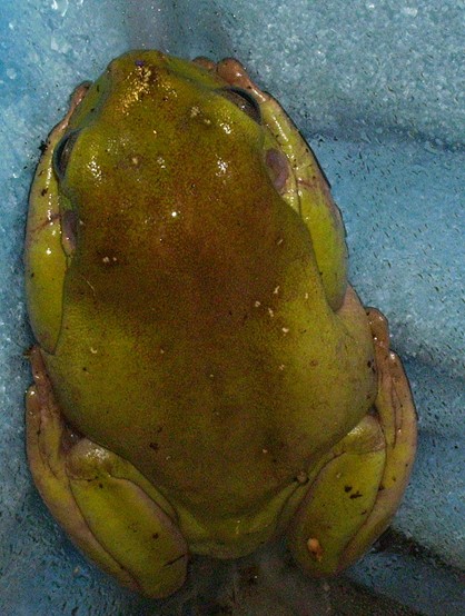 White tree frog #1