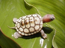 Pink head ornate diamondback terrapin