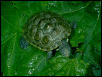 Female Northern Diamondback