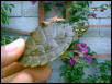 Barbour's Map Turtle