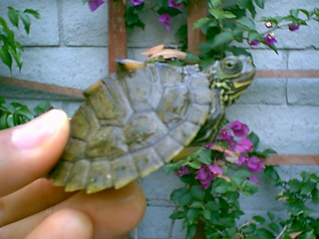 Barbour's Map Turtle