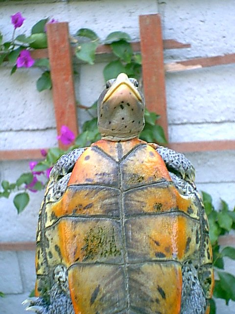 Male Ornate Plastron
