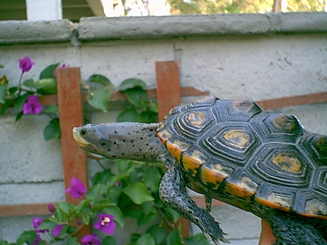 Male Ornate Marginals