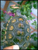 Male Ornate Carapace