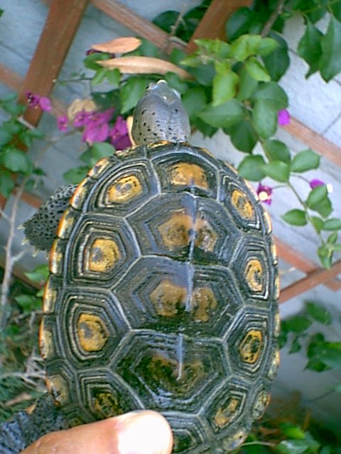 Male Ornate Carapace