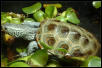 Male Carolinan