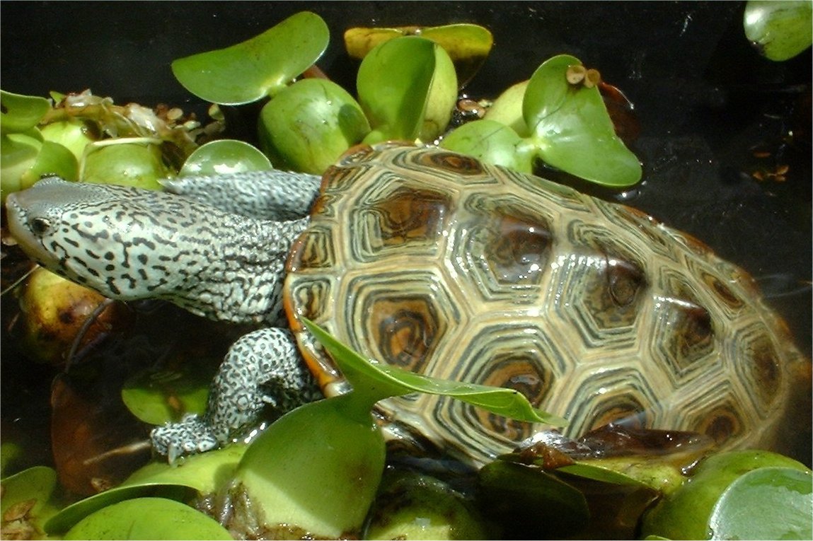 Male Carolinan