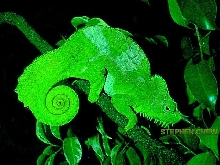 Stauros, male C. t. quadricornis