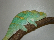 Odin the Parsoni