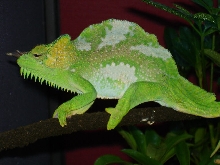 Quadricornis gracilior male