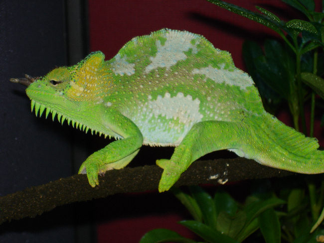 Quadricornis gracilior male