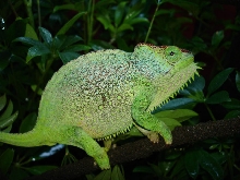 Quadricornis gracilior female