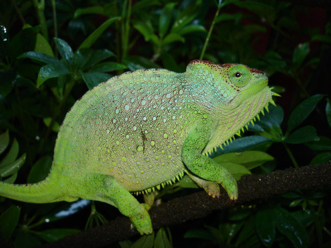 Quadricornis gracilior female