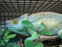 Ares male Parsonii