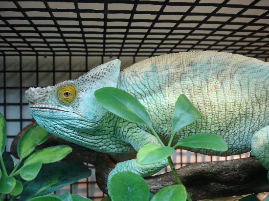 Ares male Parsonii
