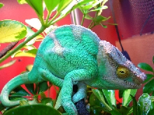 Odin male Parsonii
