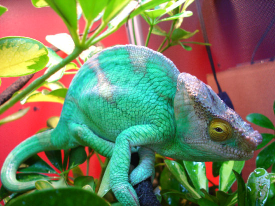 Odin male Parsonii