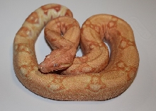 Jim Peters Pastel Type B Albino