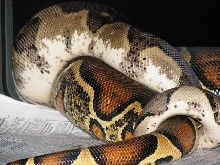 ghost_breeding1
