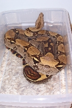 jungle_female_daytona