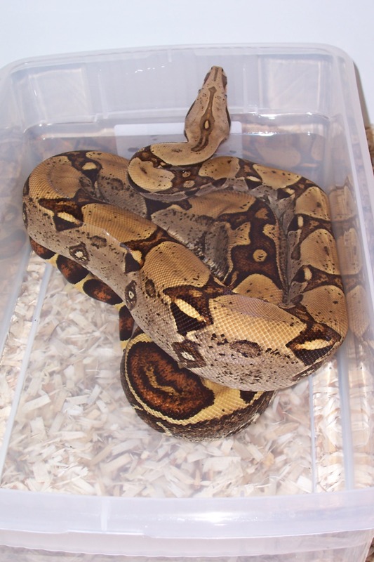 jungle_female_daytona