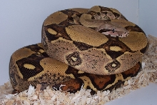 jungle_male_daytona