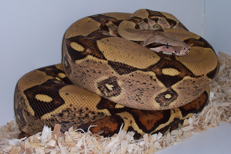 jungle_male_daytona