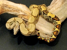 yellow jungle