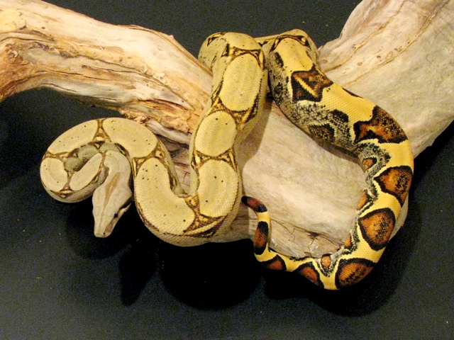 yellow jungle