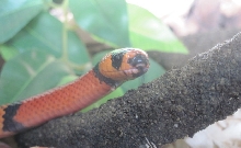 New pic of Lola 2010