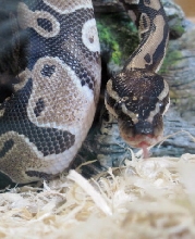 New pic of Neo 2010