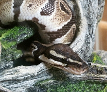 Another new pic of Neo 2010
