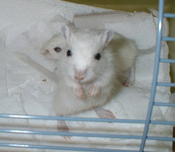 Dark Eyed White Pups