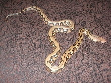 Ambon Tiger
