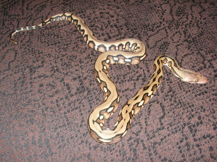 Ambon Tiger