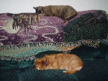 Xena and Latte Relaxing