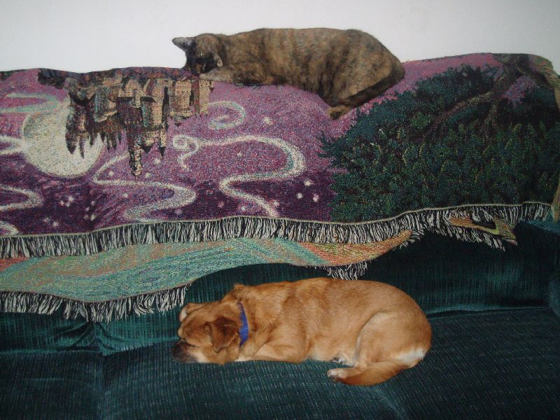 Xena and Latte Relaxing