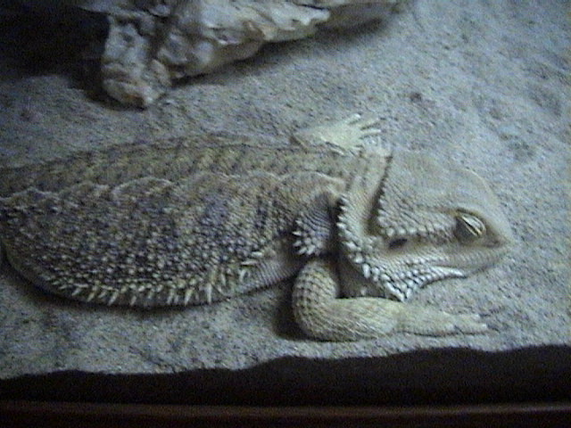 sleeping flapjack