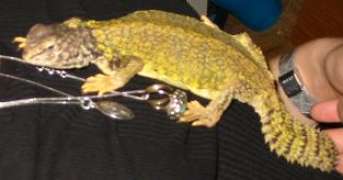 twiggy!